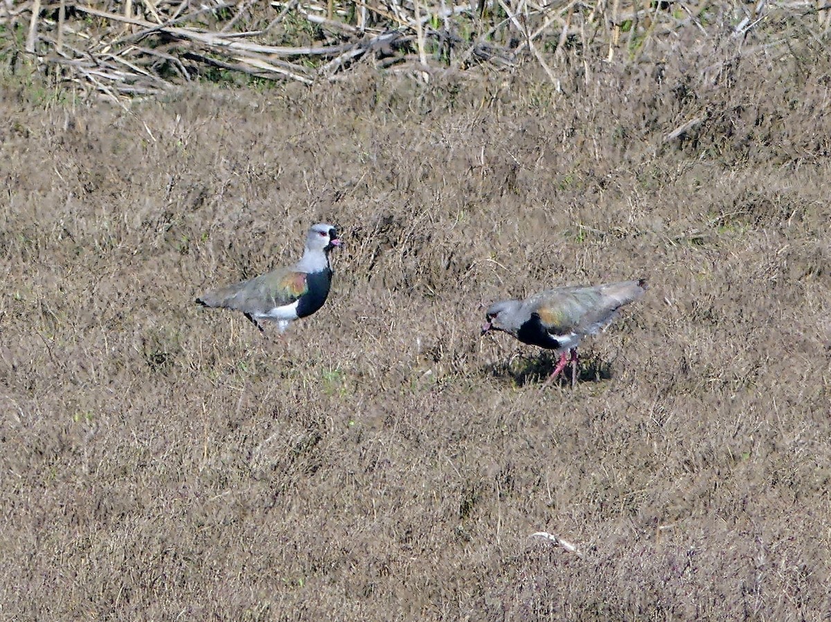 Southern Lapwing - ML625292158