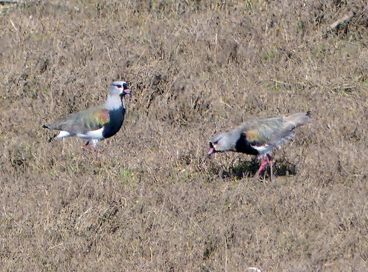 Southern Lapwing - ML625292159