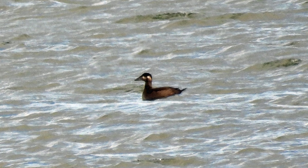 Surf Scoter - ML625292228