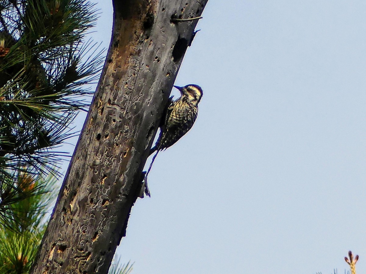 Striped Woodpecker - ML625292248