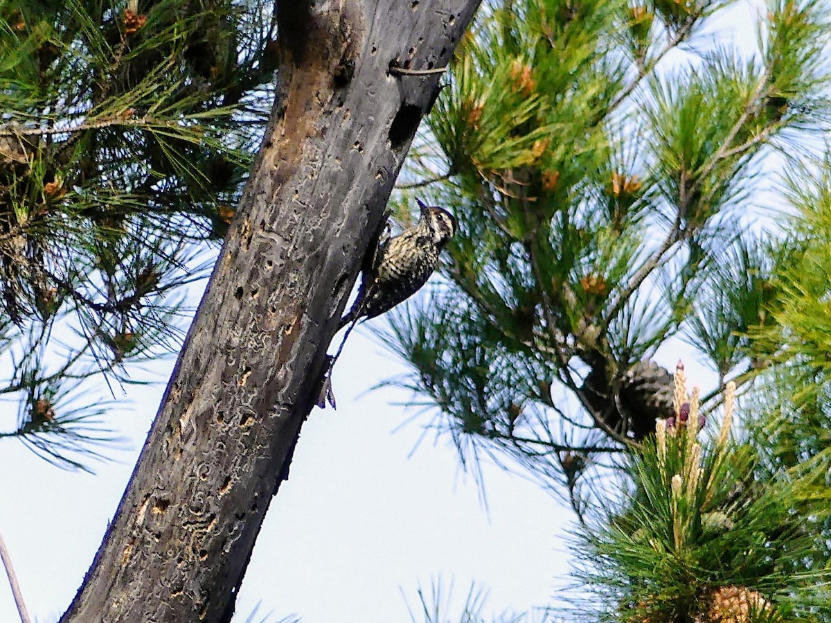 Striped Woodpecker - ML625292249