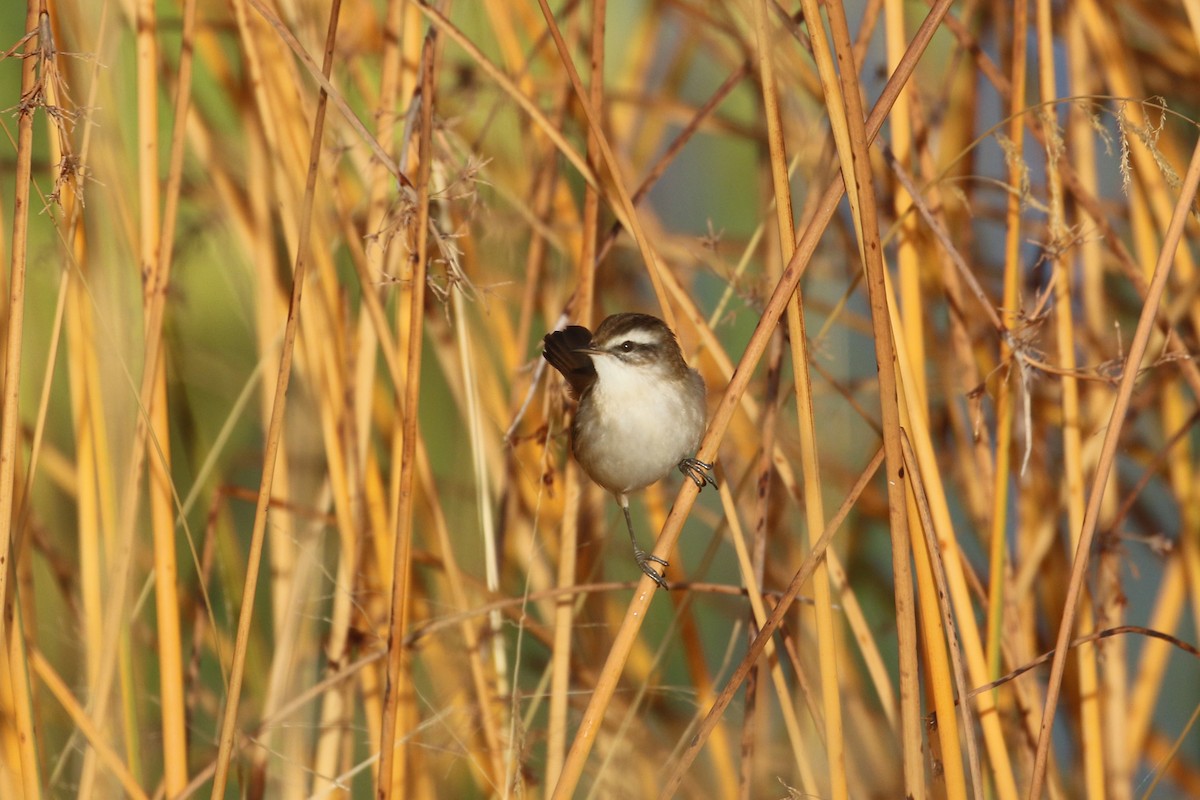 Moustached Warbler - ML625292330