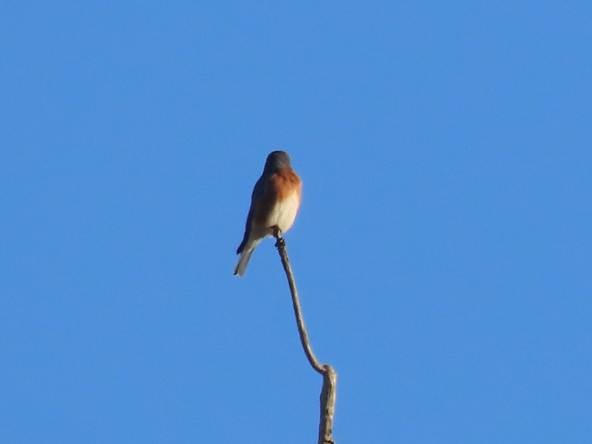 Eastern Bluebird - ML625292428