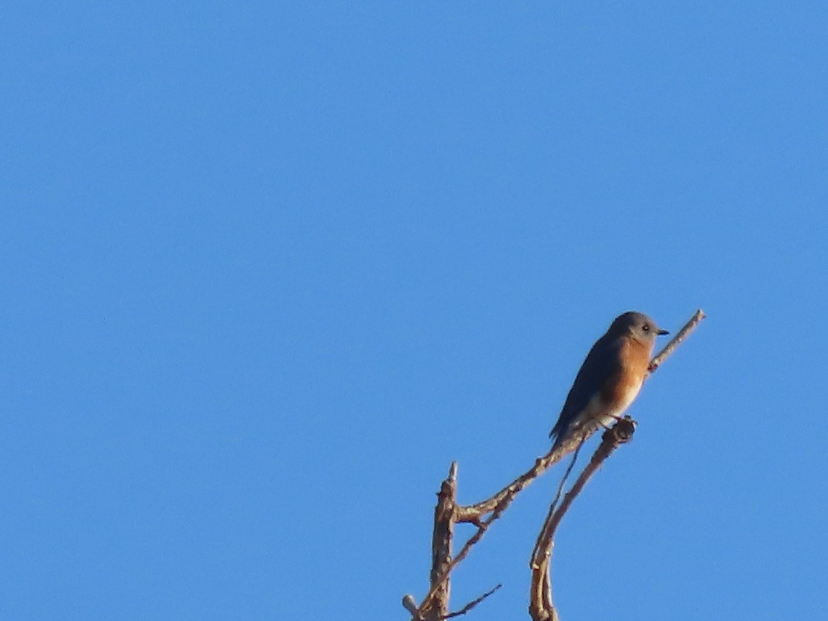 Eastern Bluebird - ML625292435