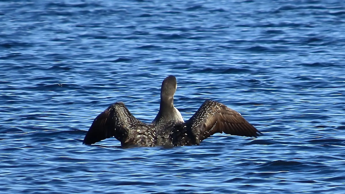 Common Loon - ML625292440