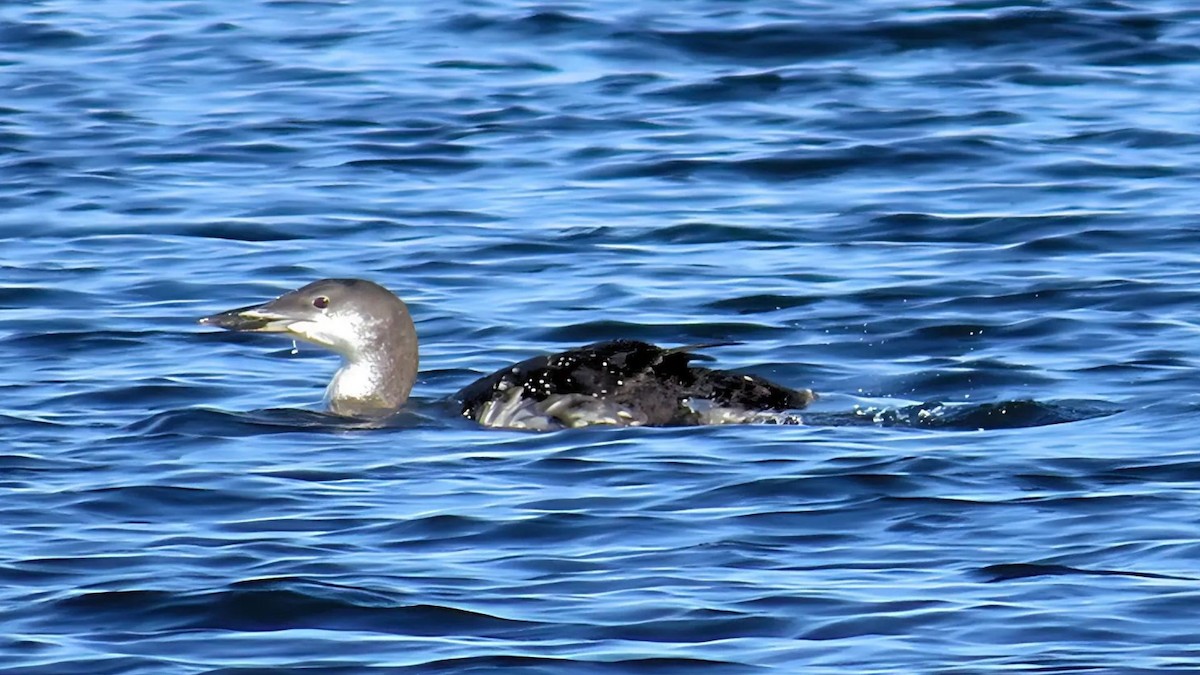 Common Loon - ML625292443