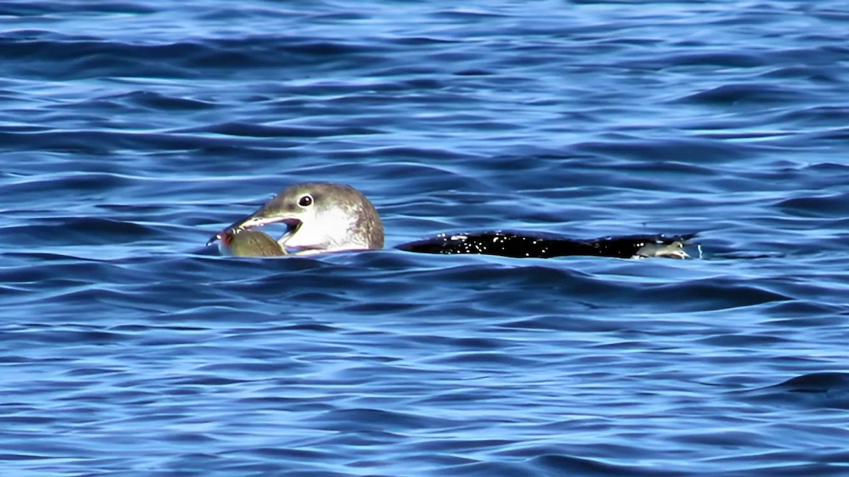 Common Loon - ML625292447