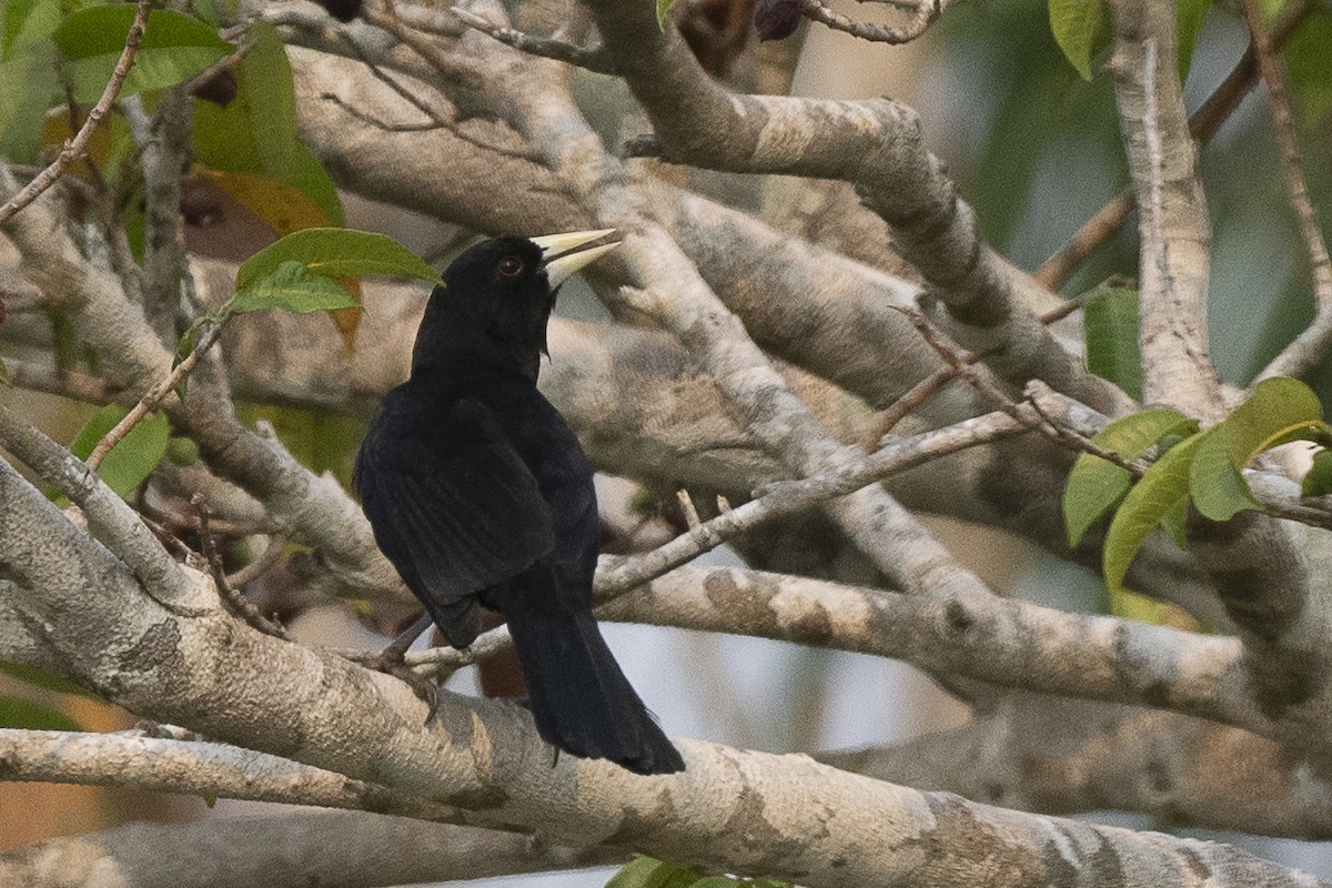 Solitary Black Cacique - ML625292448