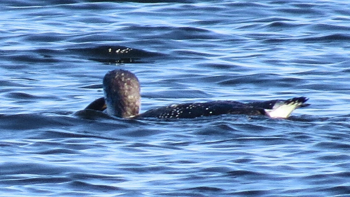 Common Loon - ML625292452