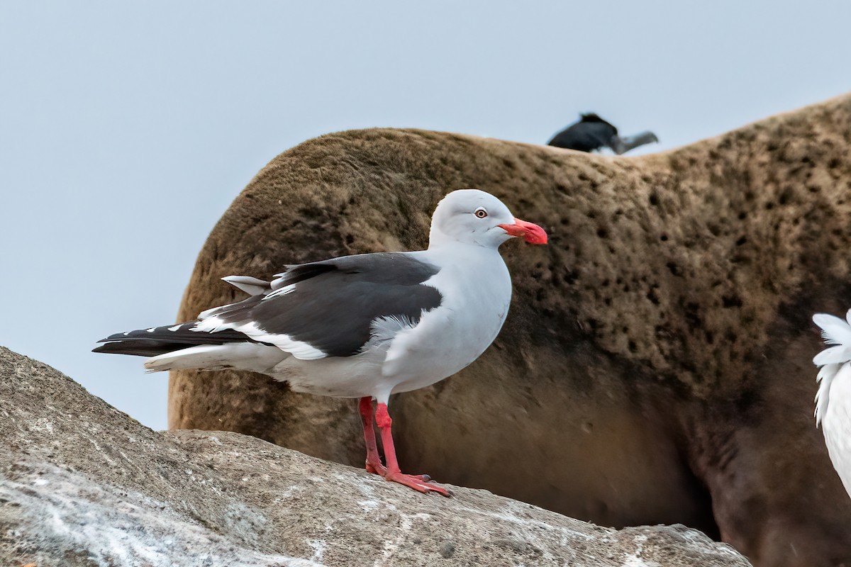 Dolphin Gull - ML625292505