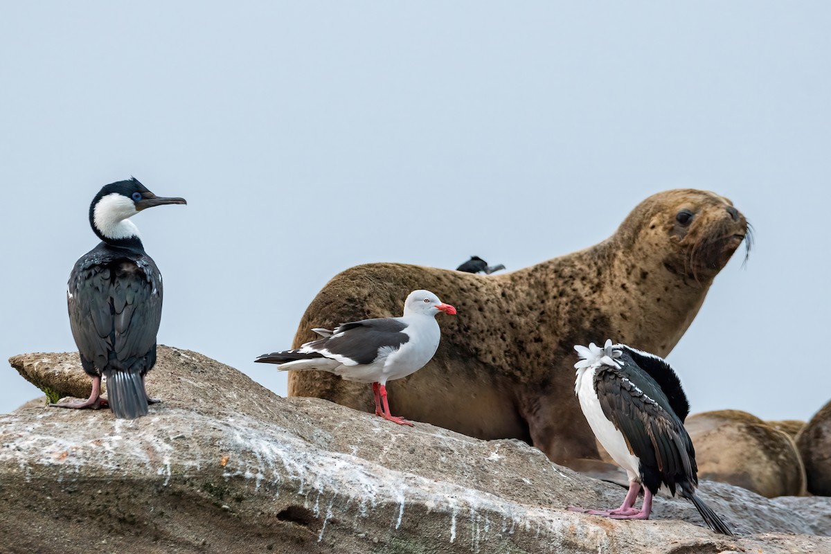 Dolphin Gull - ML625292506