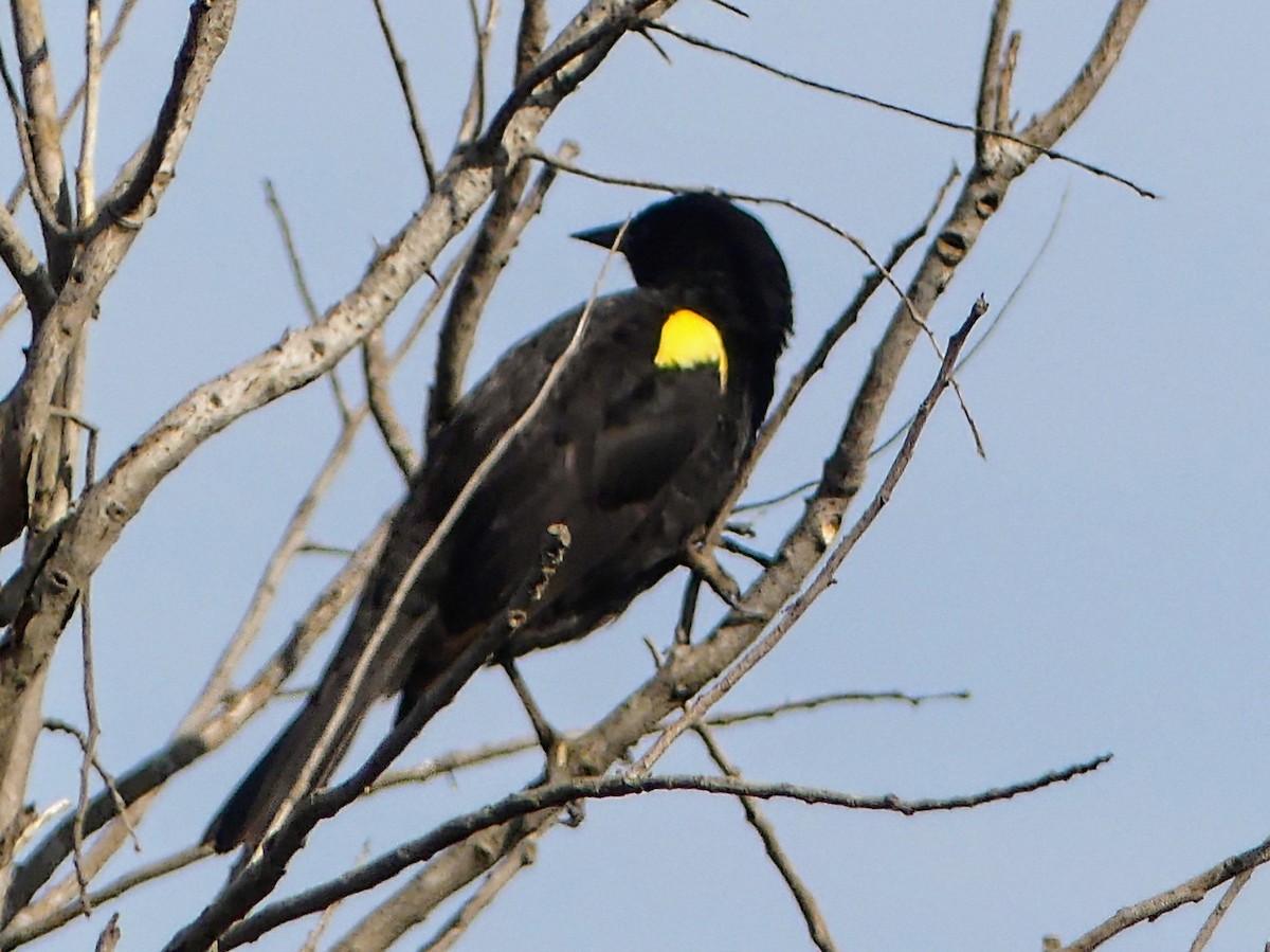 Yellow-winged Blackbird - ML625292518