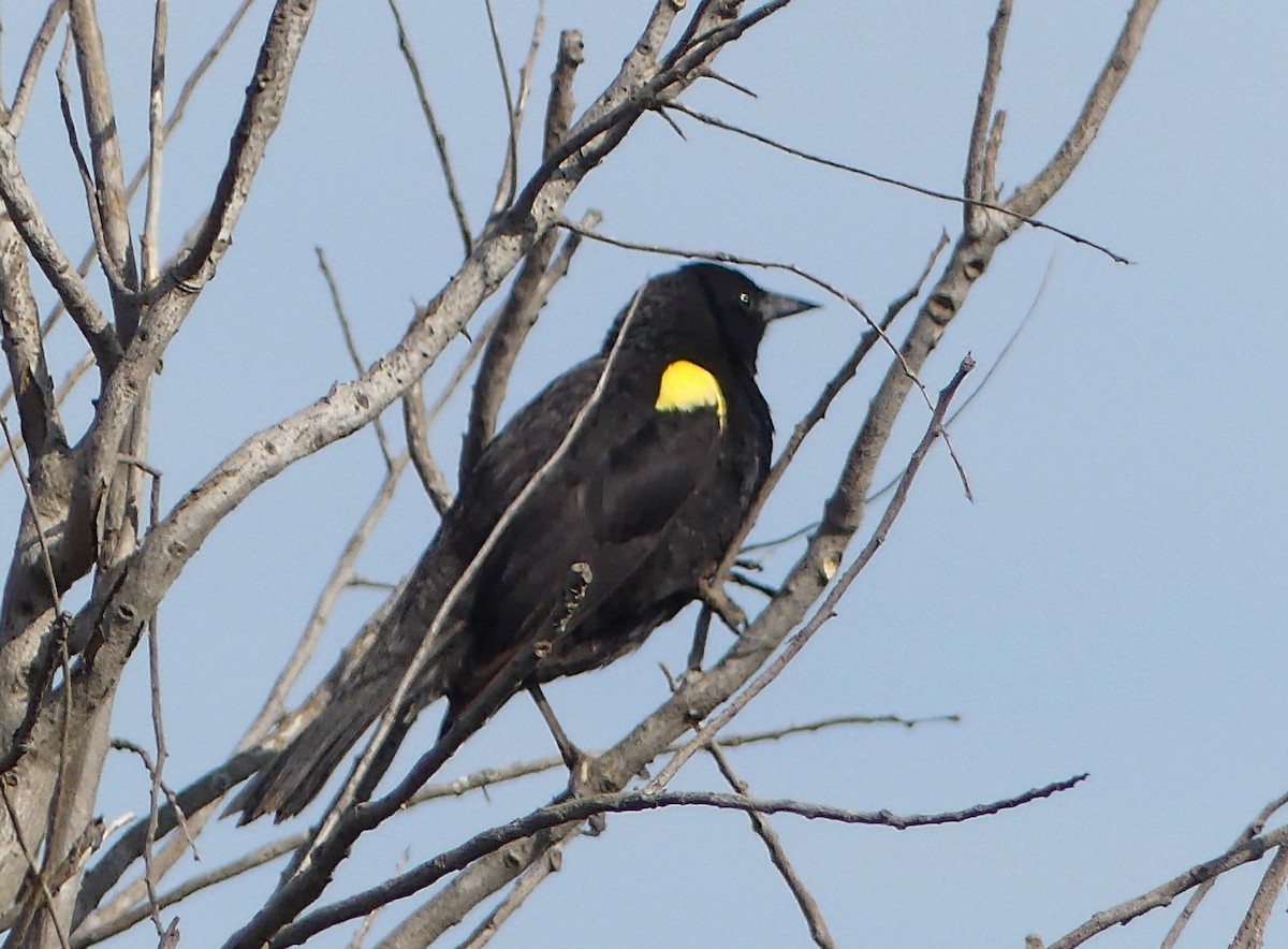 Yellow-winged Blackbird - ML625292520