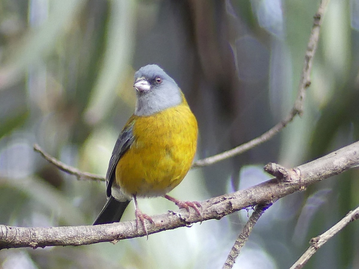 Gray-hooded Sierra Finch - ML625292569