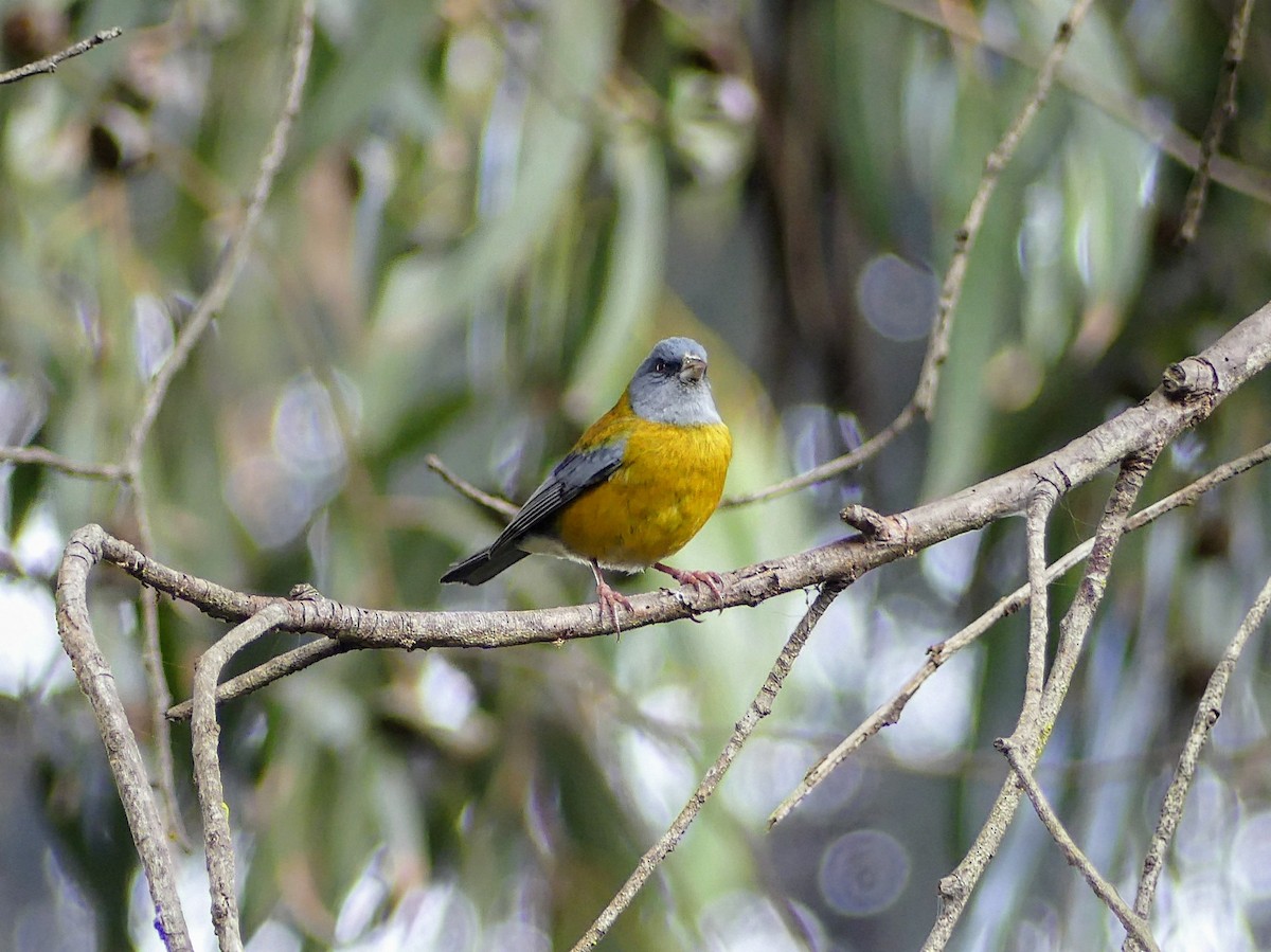 Gray-hooded Sierra Finch - ML625292570