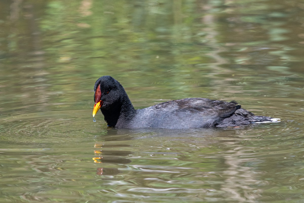 Red-fronted Coot - ML625292613