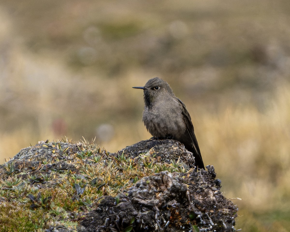 Olivaceous Thornbill - ML625292646