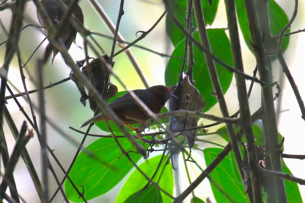 Kongoameisenpicker - ML625292746