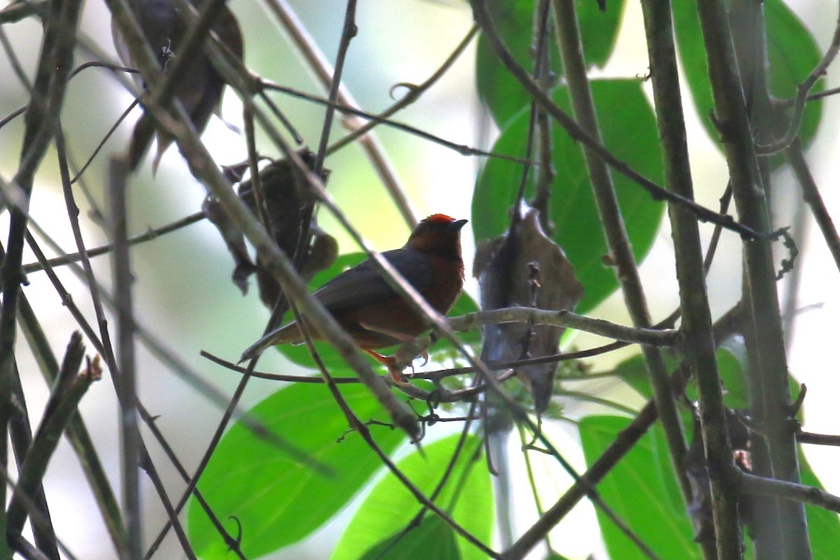 Kongoameisenpicker - ML625292747