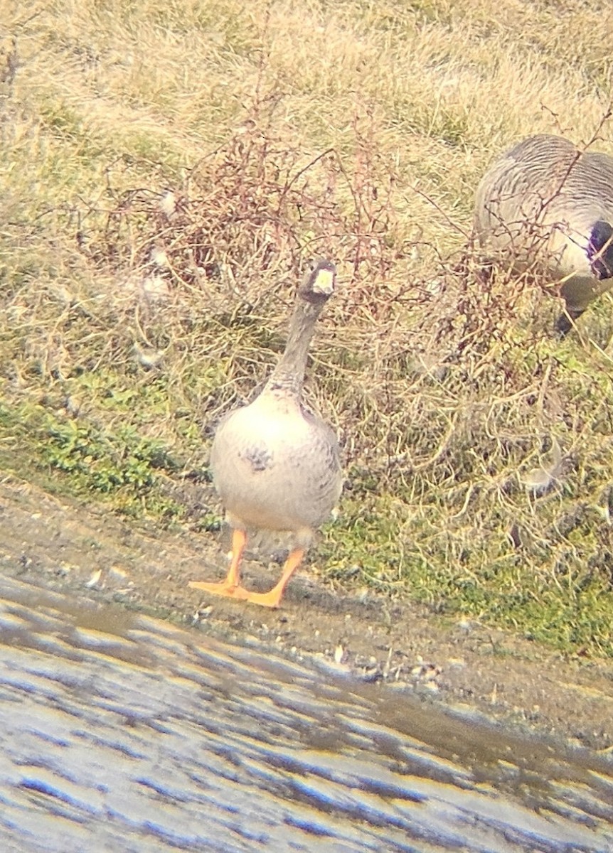 Greater White-fronted Goose - ML625292861