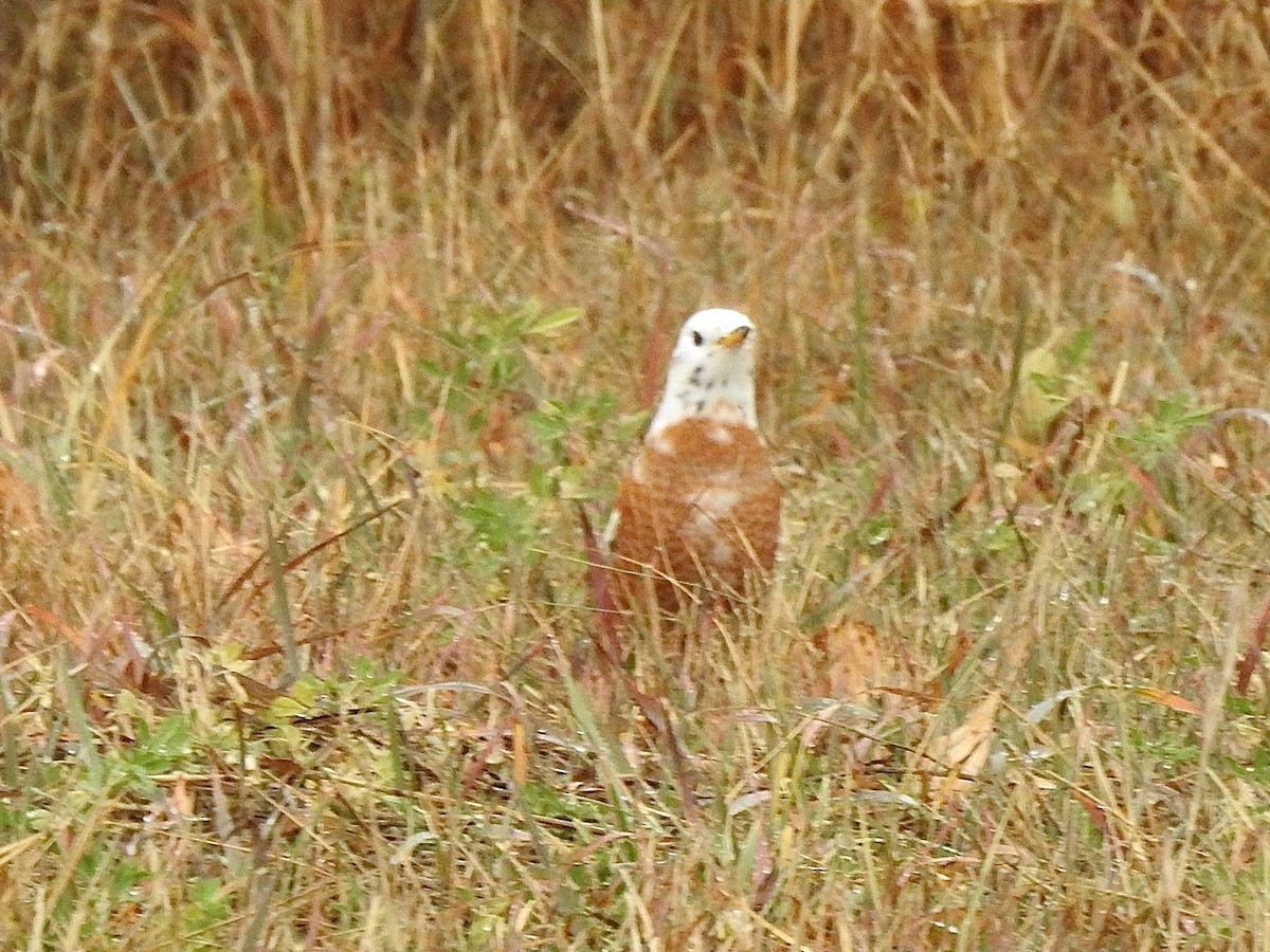 American Robin - ML625292983