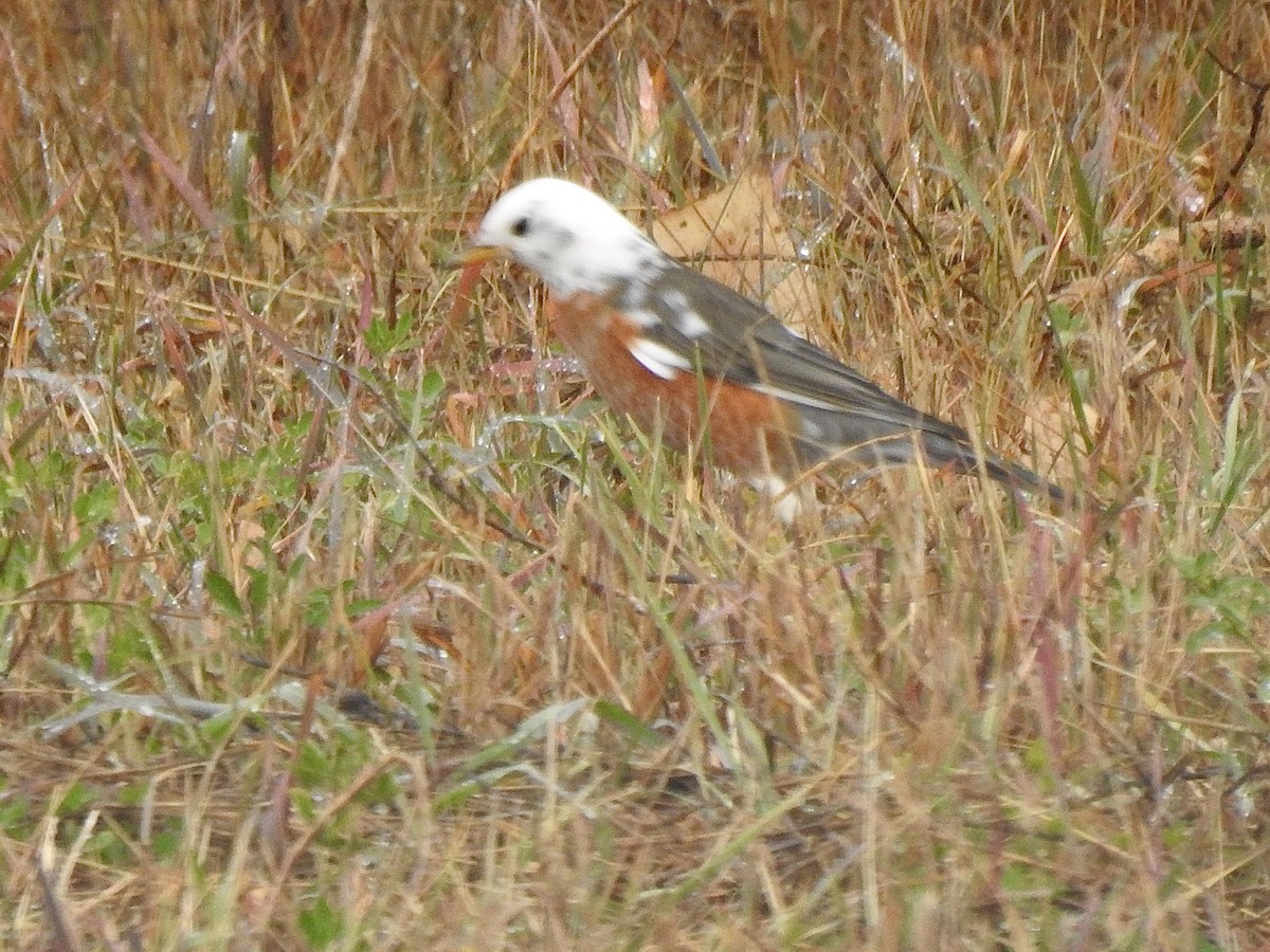 American Robin - ML625292984