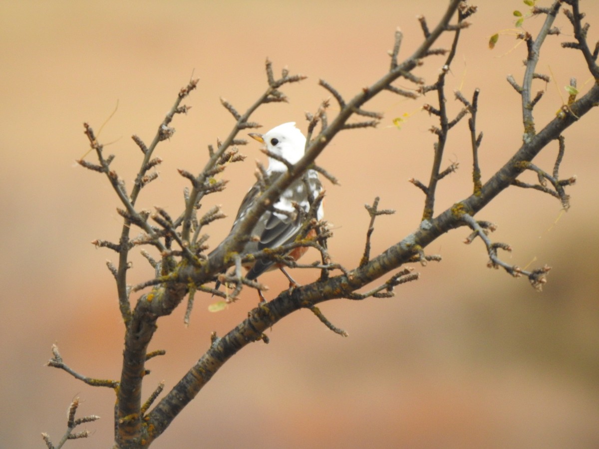 American Robin - ML625292985