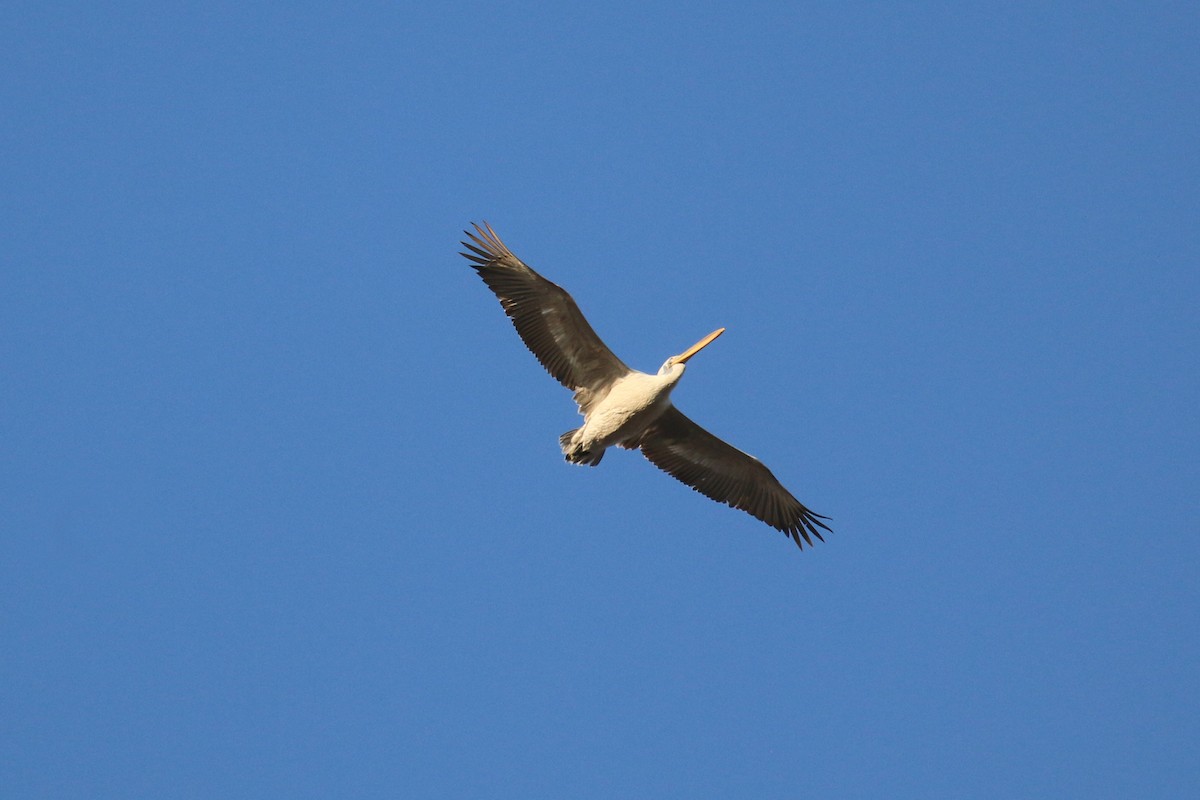 Dalmatian Pelican - ML625292988