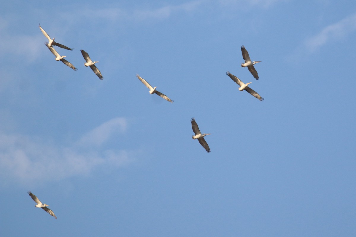 Dalmatian Pelican - ML625292989