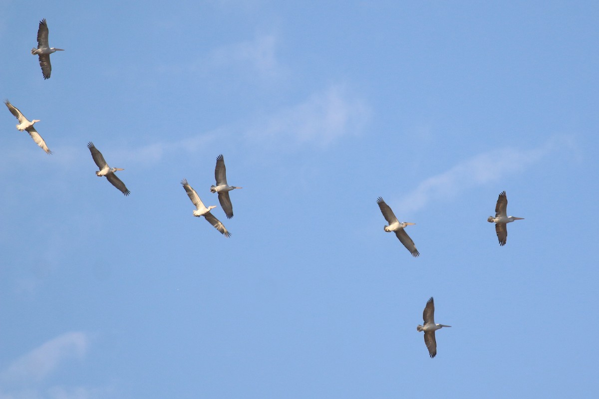 Dalmatian Pelican - ML625292990