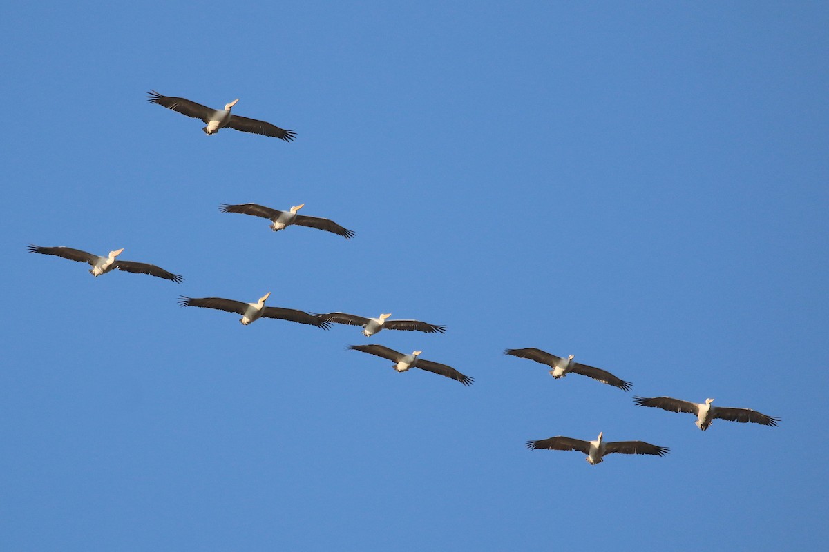 Dalmatian Pelican - ML625292993