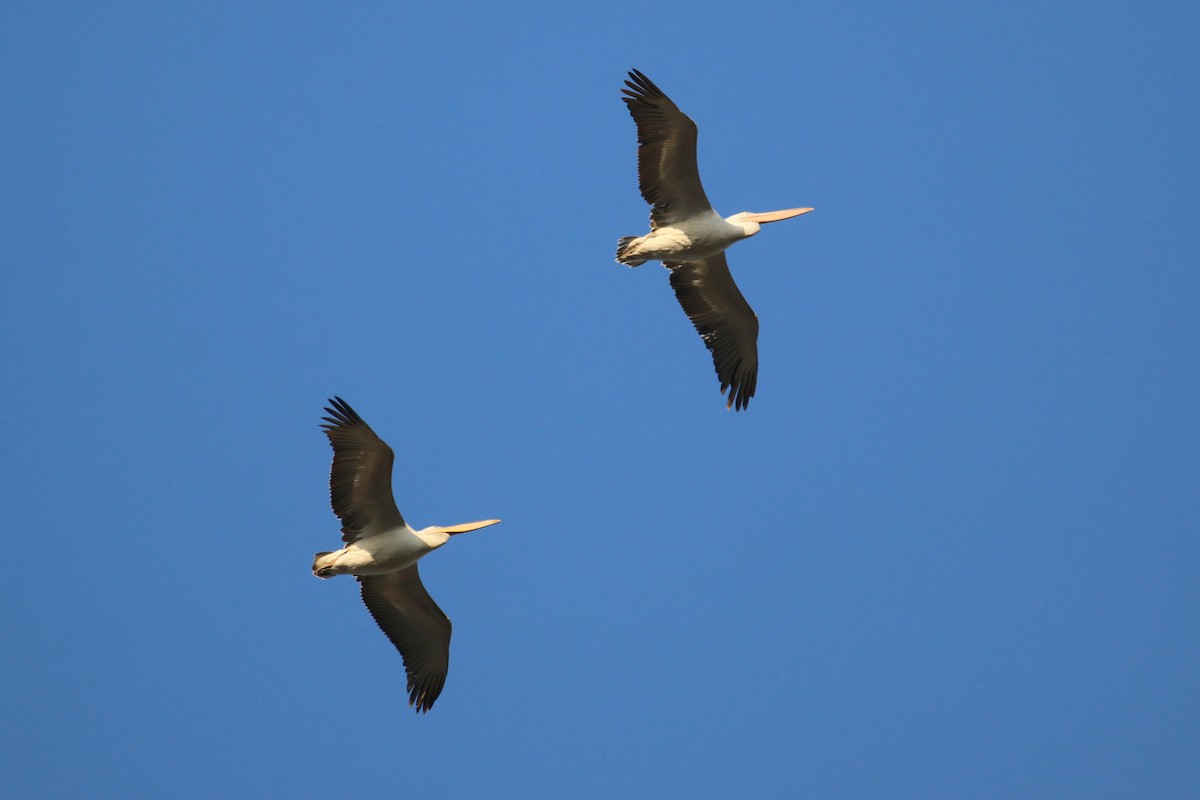 Dalmatian Pelican - ML625292994