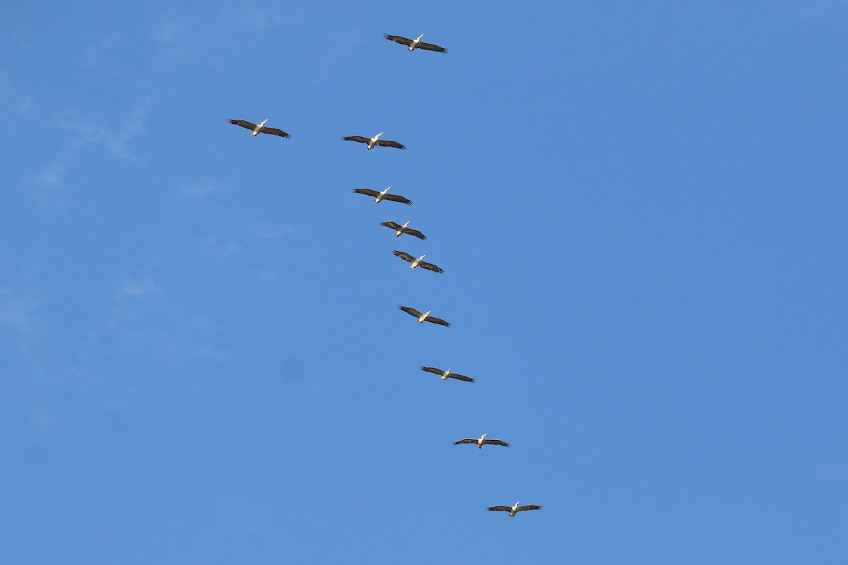 Dalmatian Pelican - ML625292995