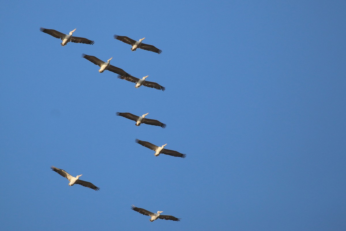 Dalmatian Pelican - ML625292996