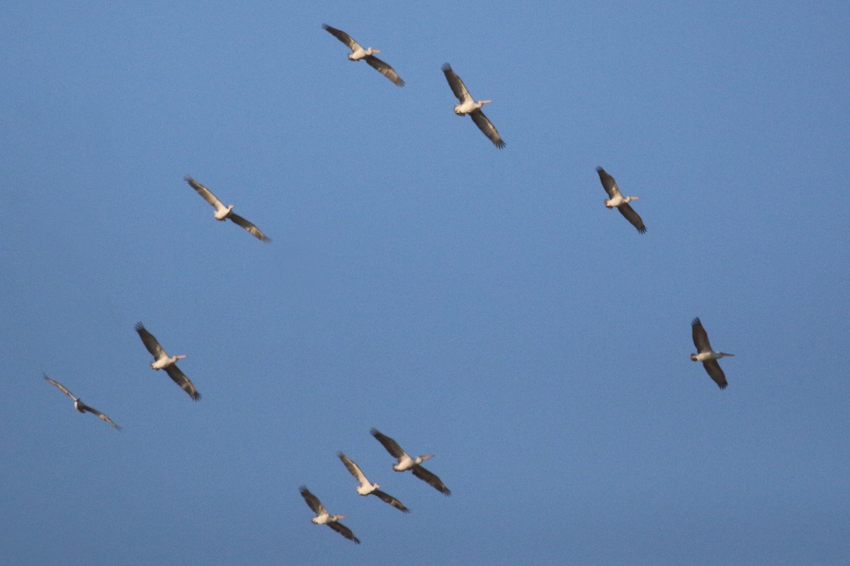 Dalmatian Pelican - ML625292997