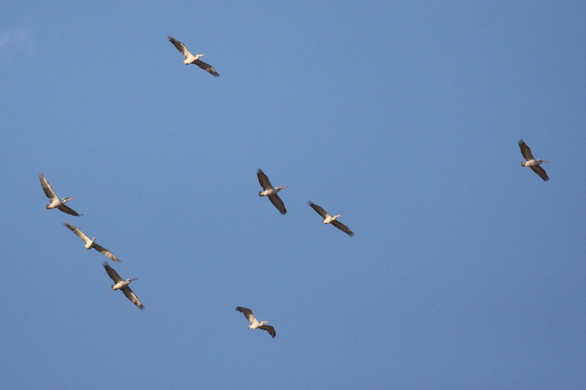 Dalmatian Pelican - ML625292998