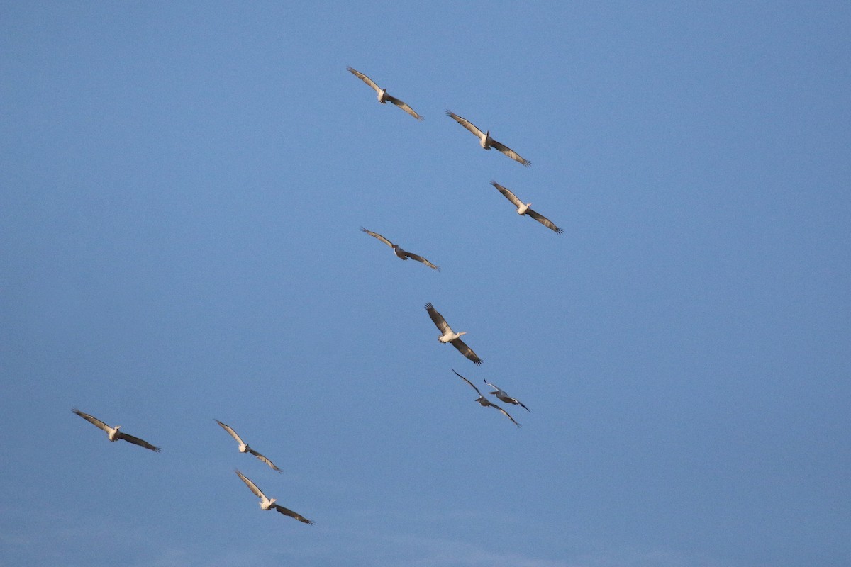 Dalmatian Pelican - ML625292999