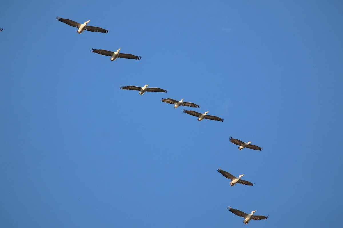 Dalmatian Pelican - ML625293000