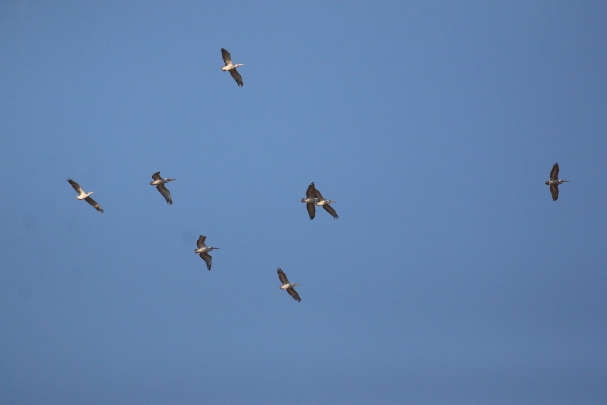 Dalmatian Pelican - ML625293001