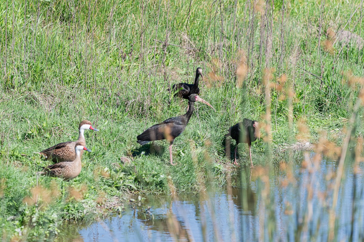 Bare-faced Ibis - ML625293003