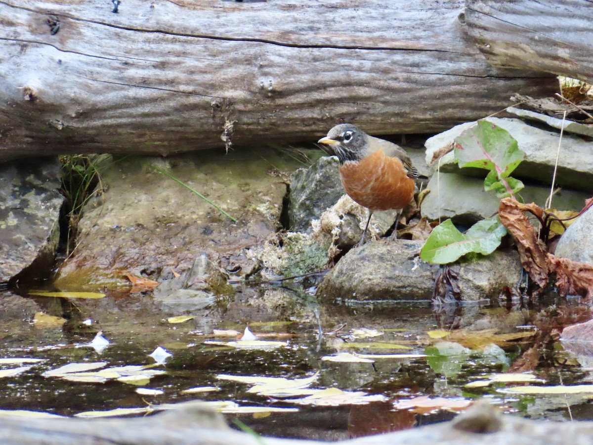 American Robin - Christine Cote