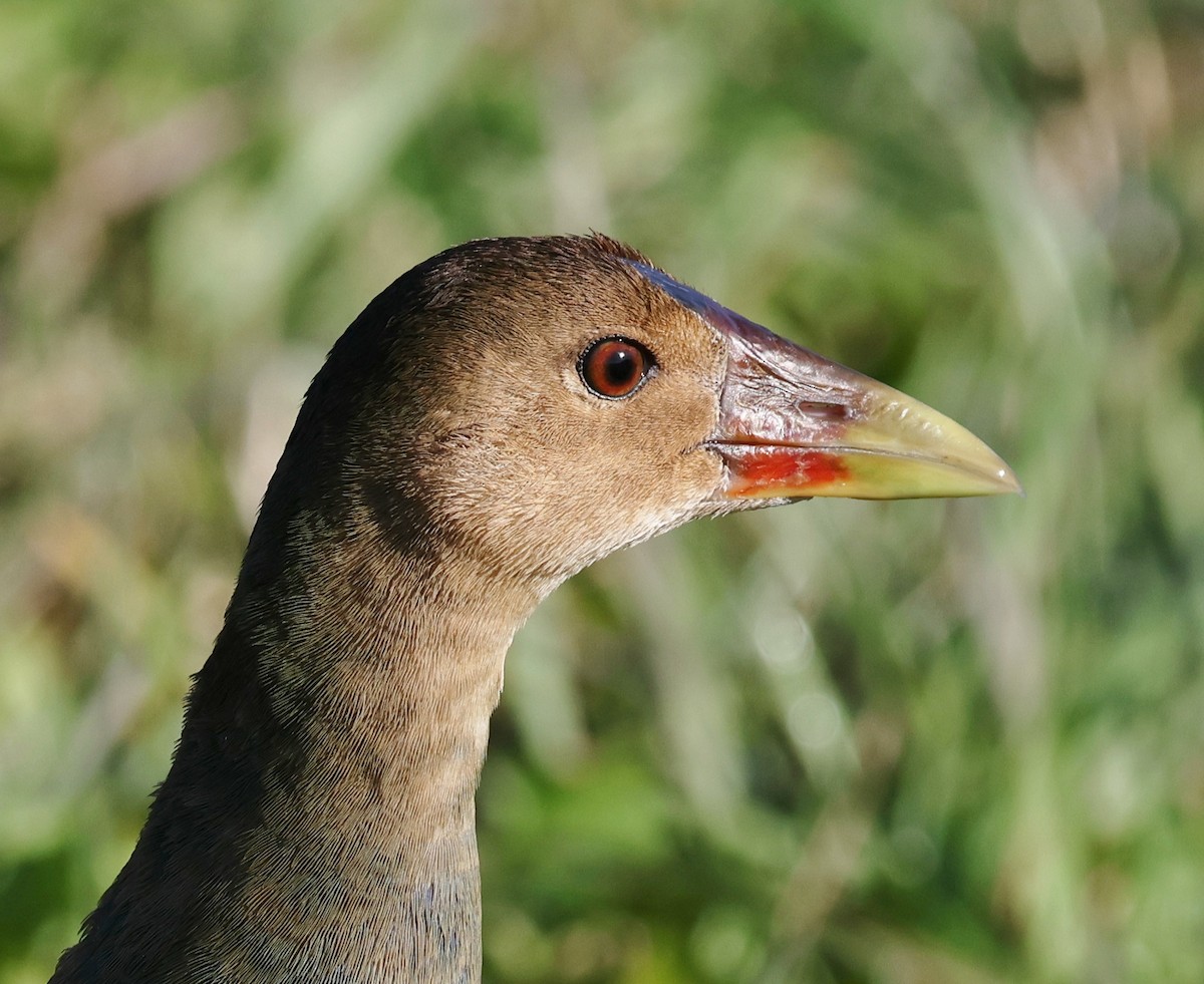 Purple Gallinule - ML625293006