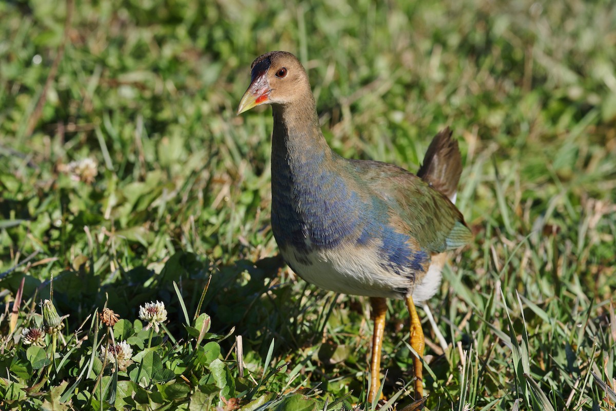 Purple Gallinule - ML625293007