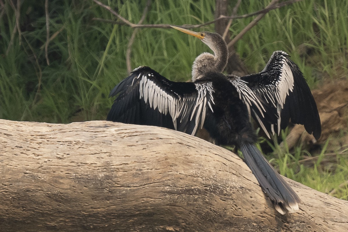 Anhinga - ML625293008