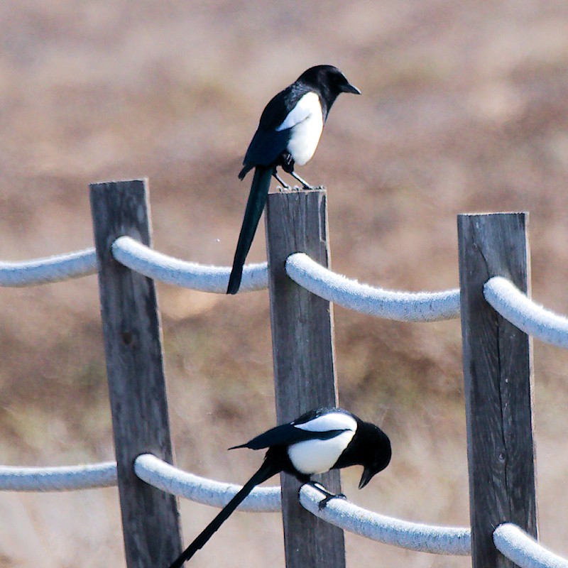 Eurasian Magpie - ML625293009