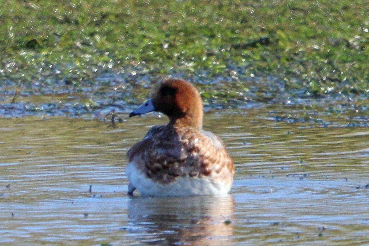 Eurasian Wigeon - ML625293010