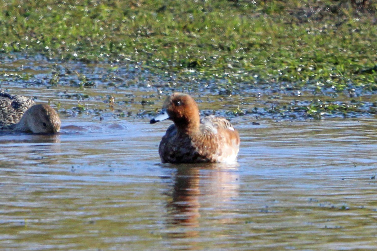 Eurasian Wigeon - Jay Rasmussen