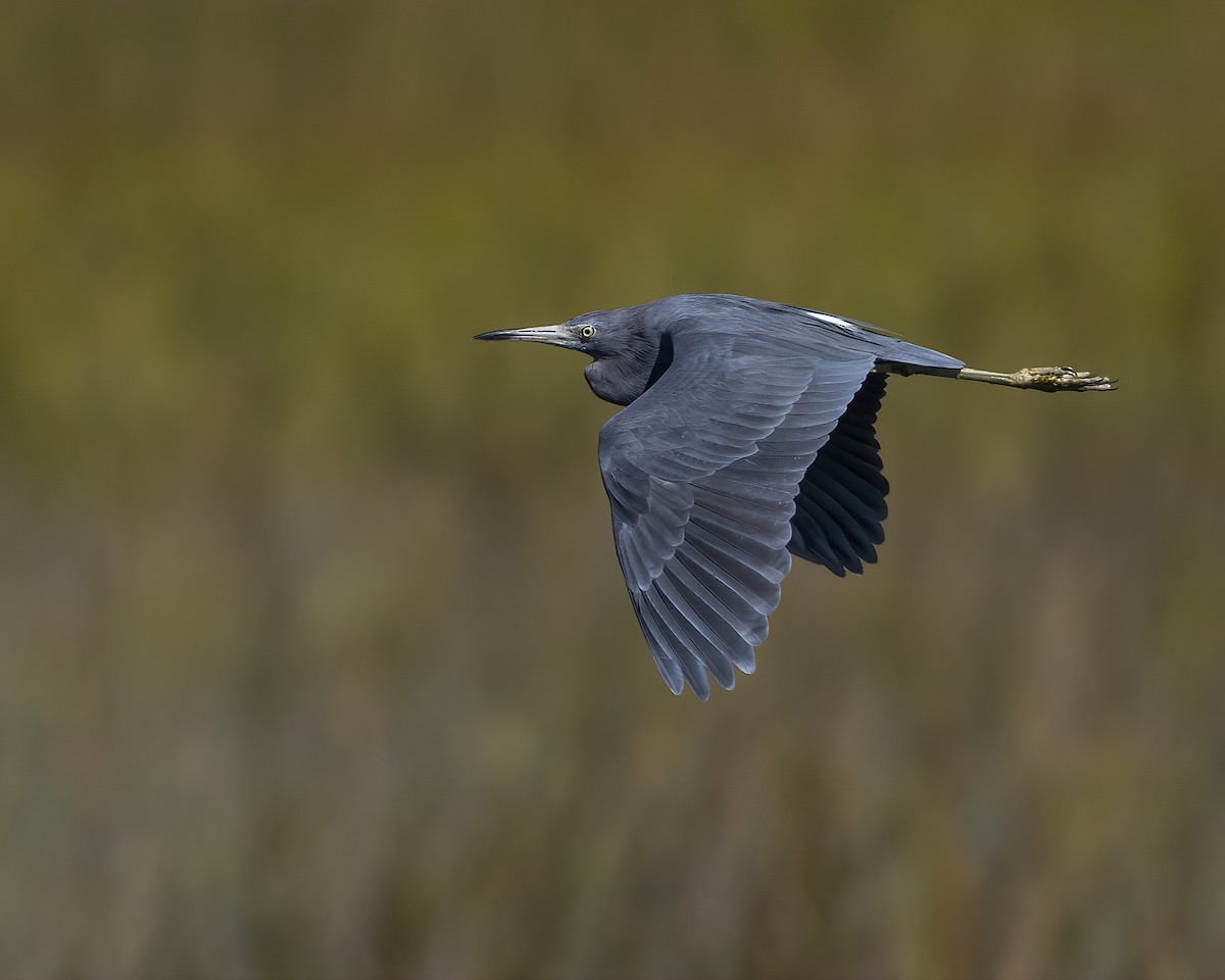 Little Blue Heron - ML625293013