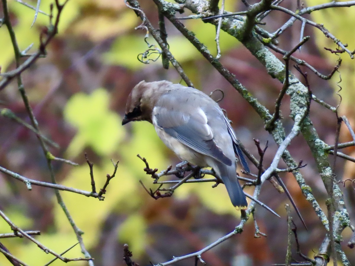 Cedar Waxwing - ML625293015