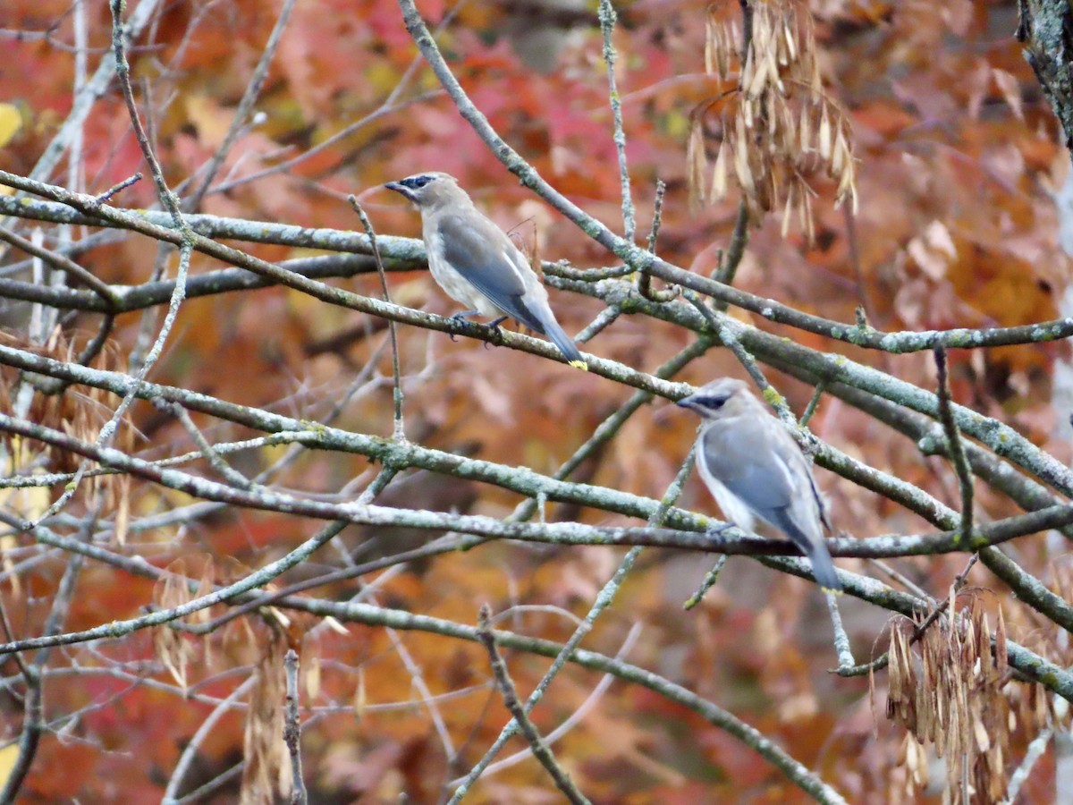 Cedar Waxwing - ML625293016